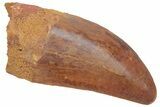 Serrated, Carcharodontosaurus Tooth - Kem Kem Beds #209318-1